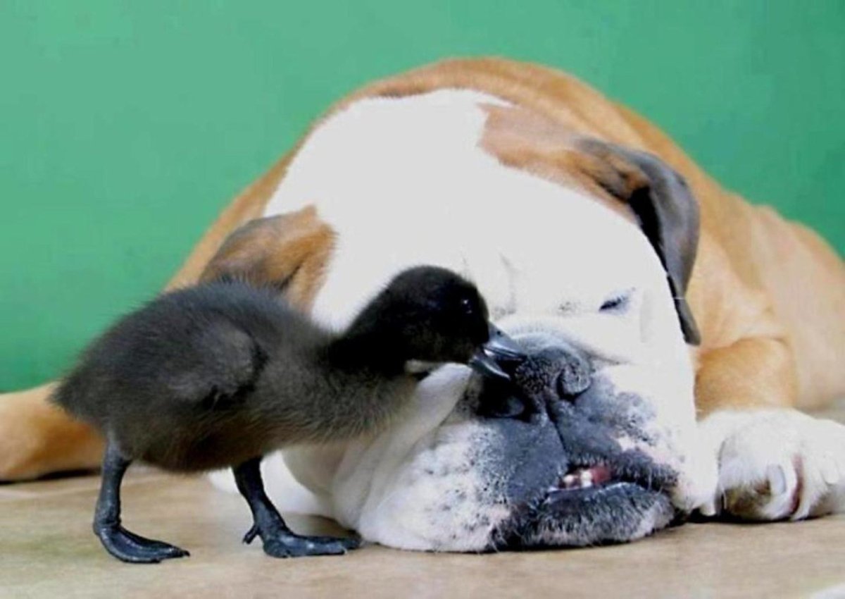 Милый суслик