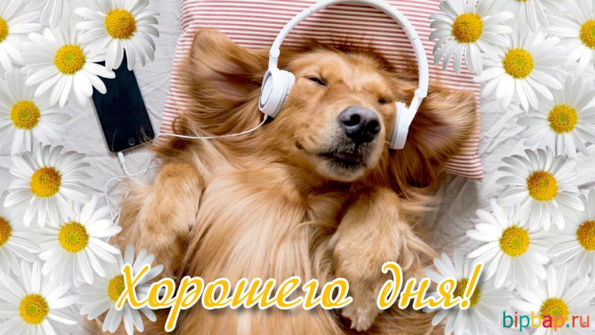 Щенок осенью