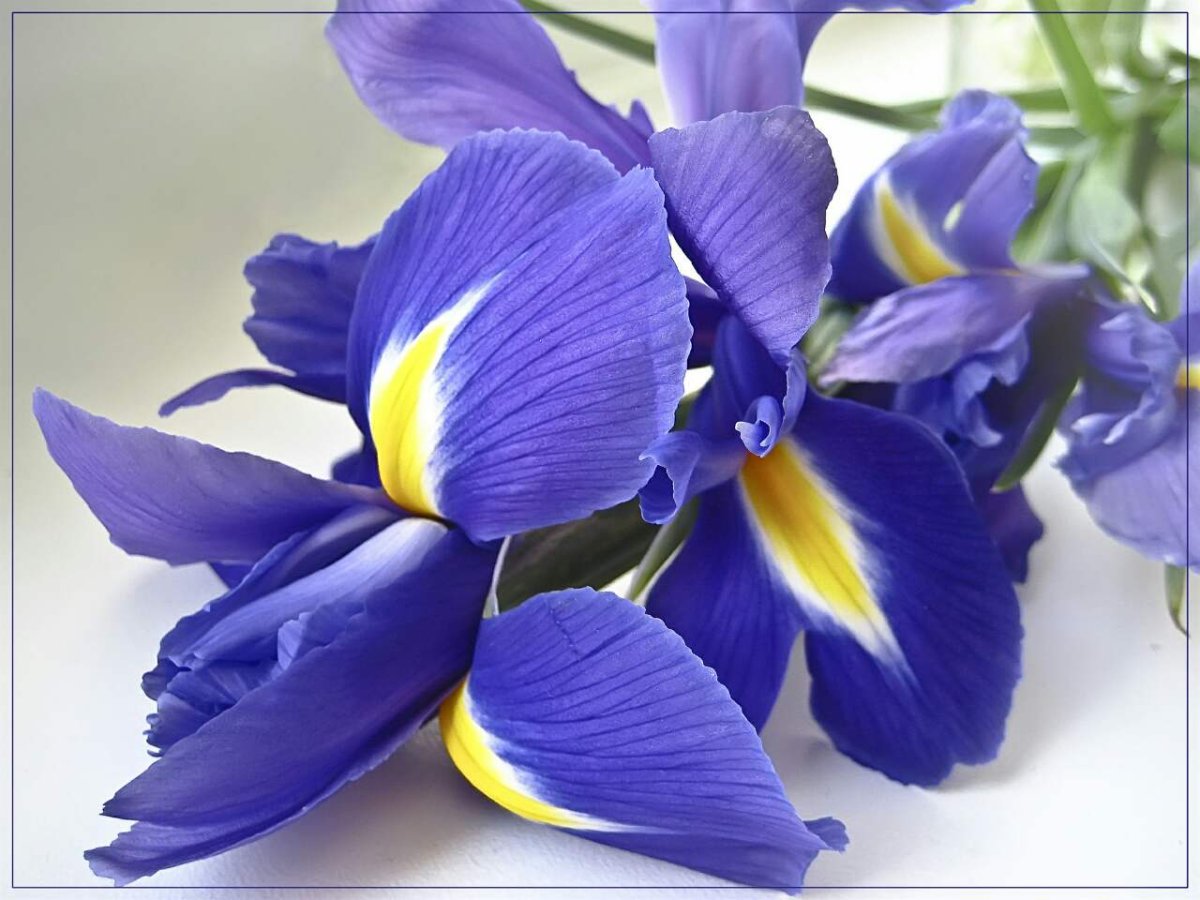 Ирисы фотографа Ирины Приходько