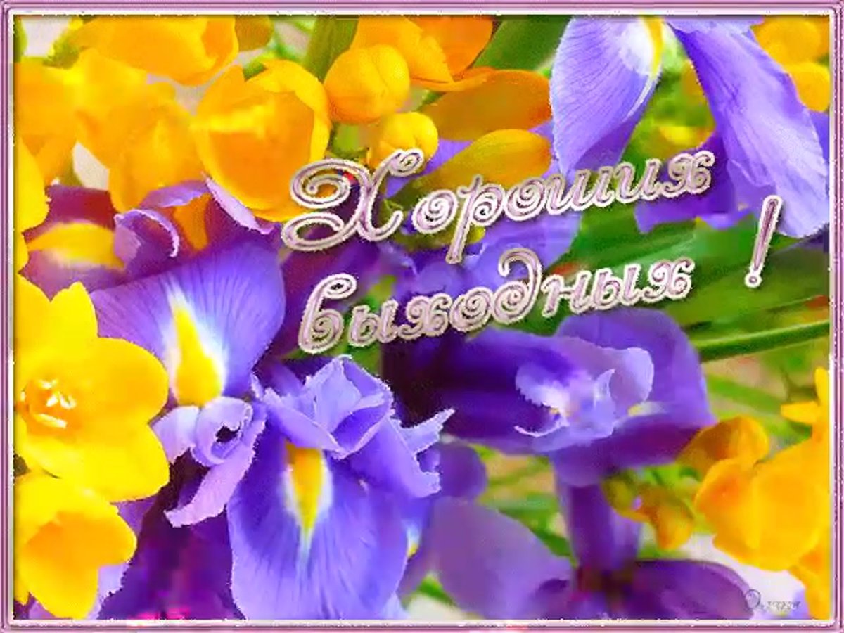 Ирис сорт wintry Sky