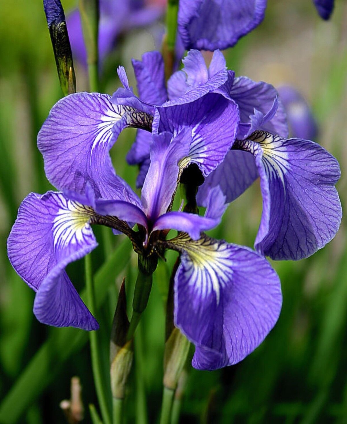 Завтрак с тюльпанами