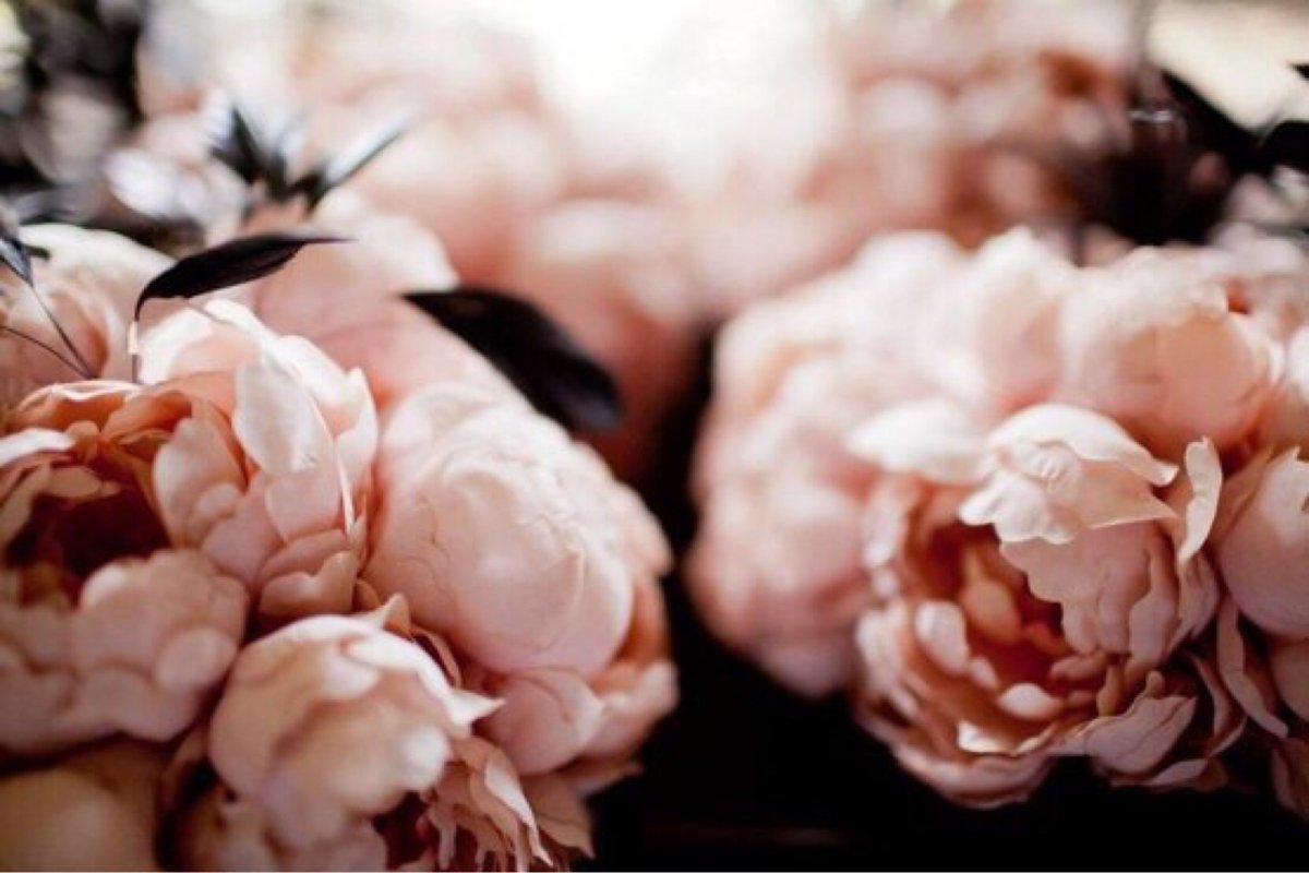 Нюдовые пионы