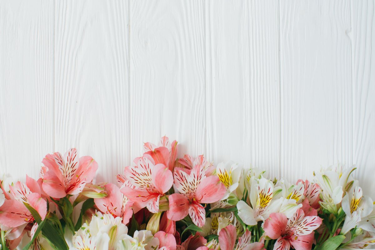 Красивые цветы на Светлом фоне