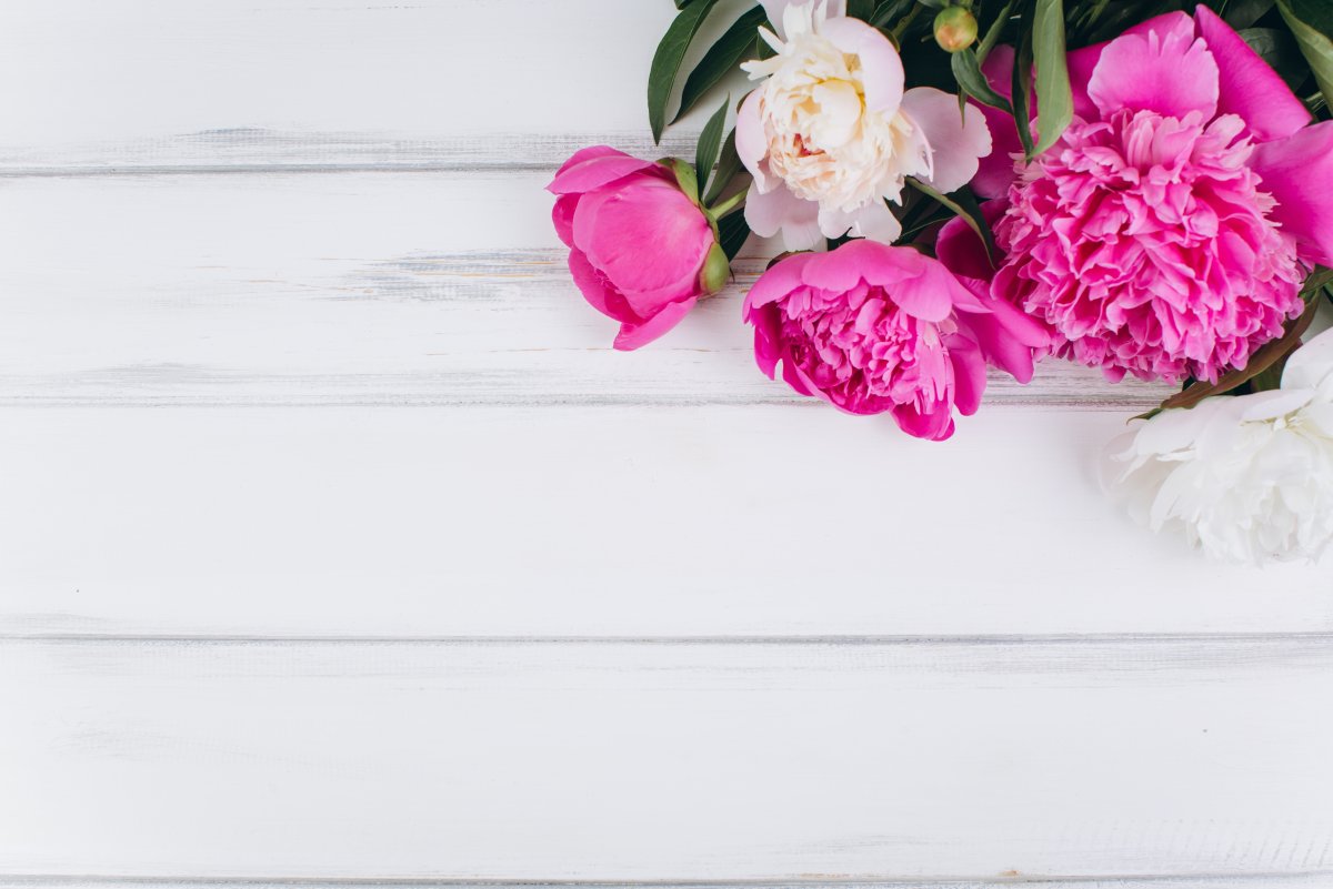 Нежные пионы