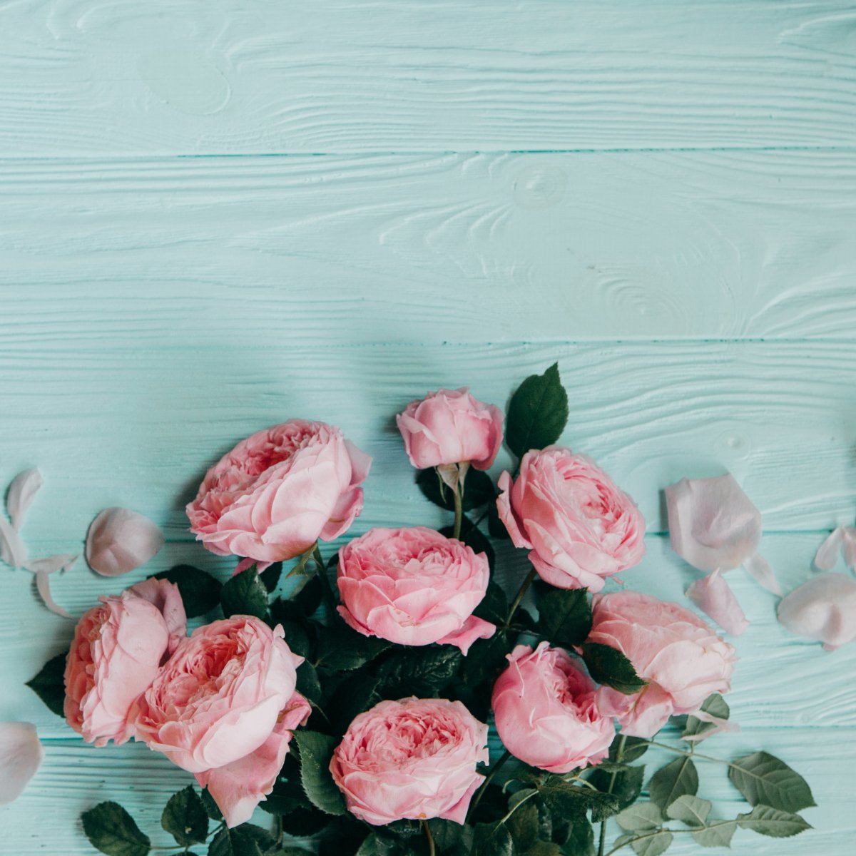 Пионы на бирюзовом фоне