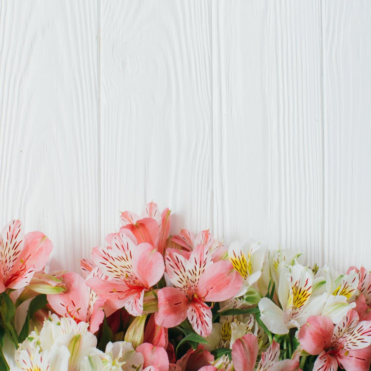 Цветы на Светлом фоне