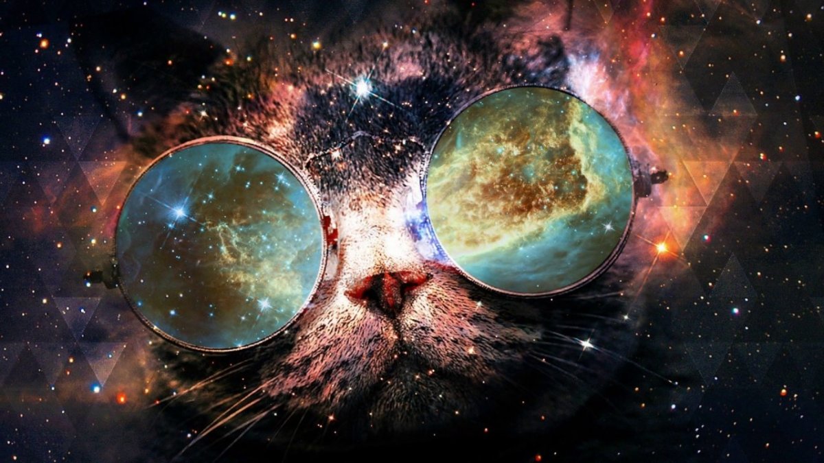 Кот в космических очках