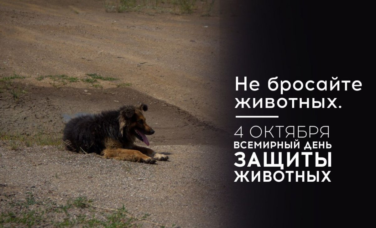 Международный день бездомных животных