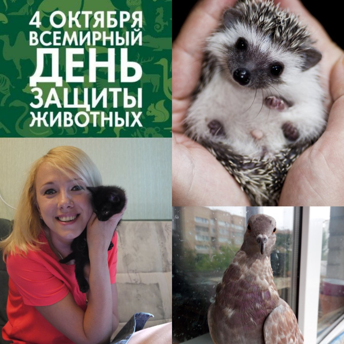 Что мир животных это царство