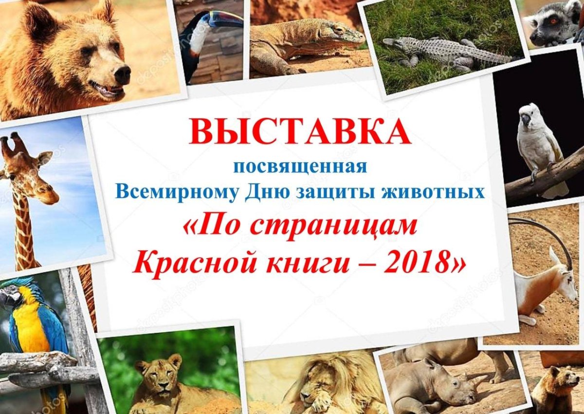 Международный день бездомных животных