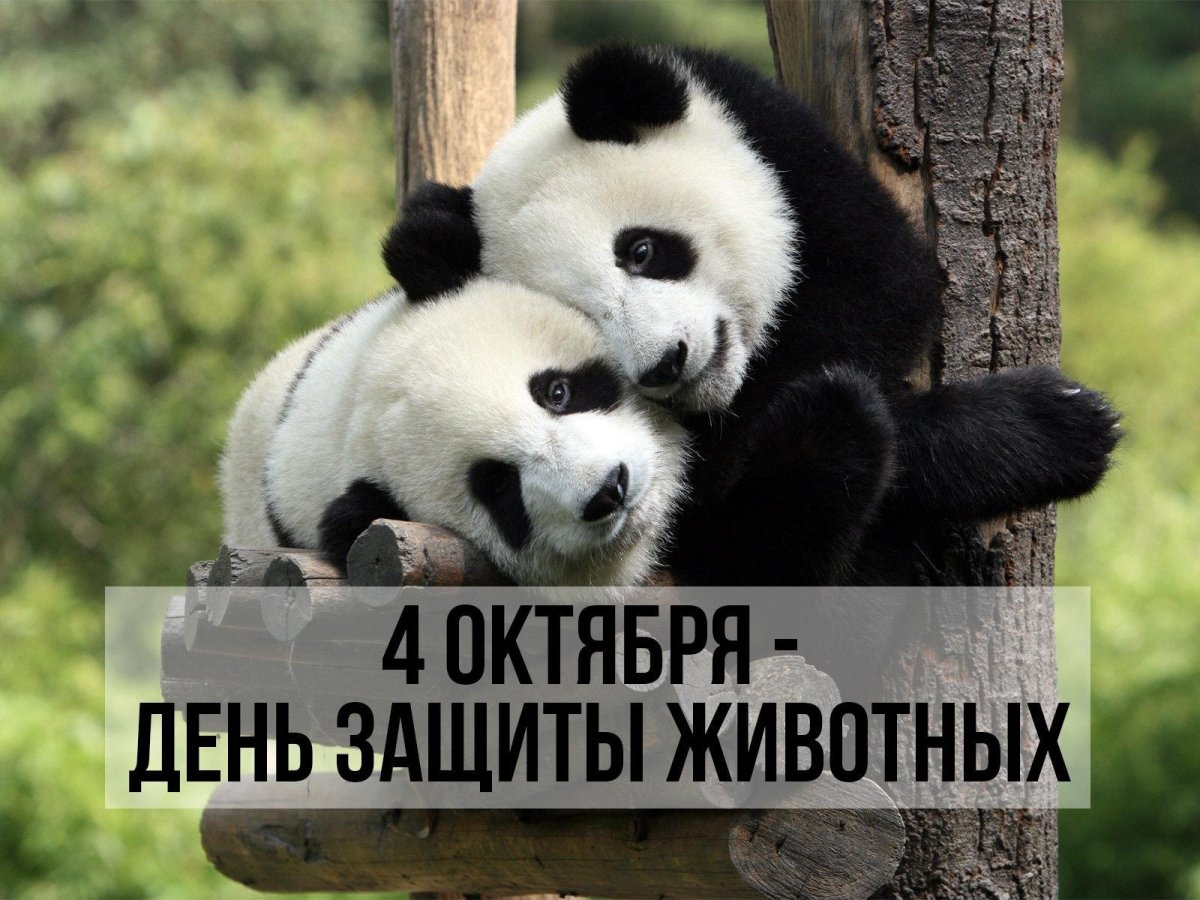 Живые существа нашей планеты