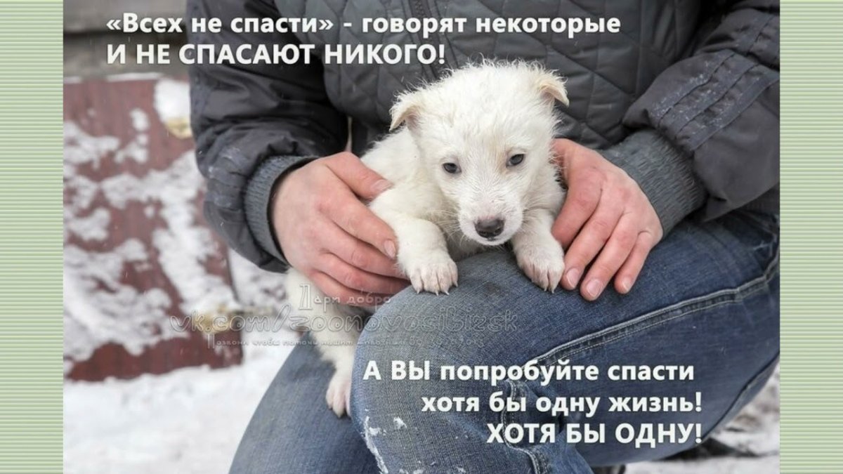 День защиты животных логотип