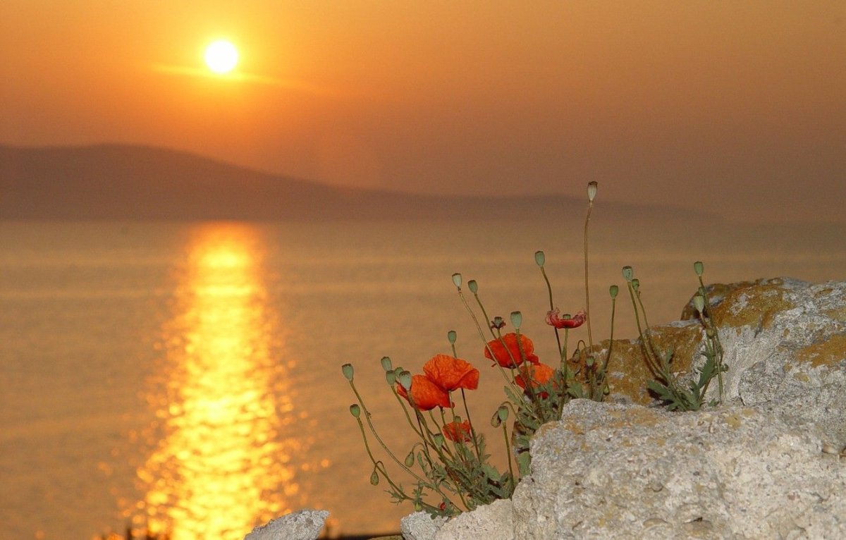 Цветы утром на рассвете