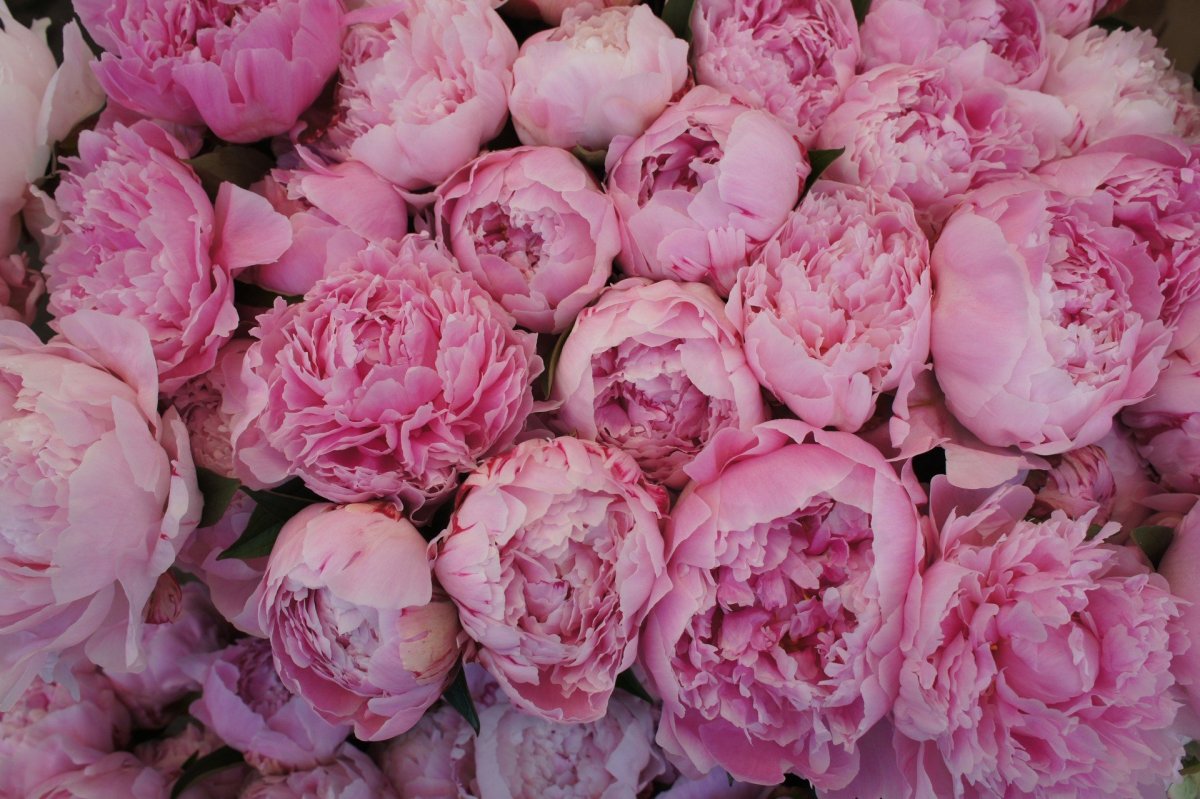 Пьер Жарье пионы