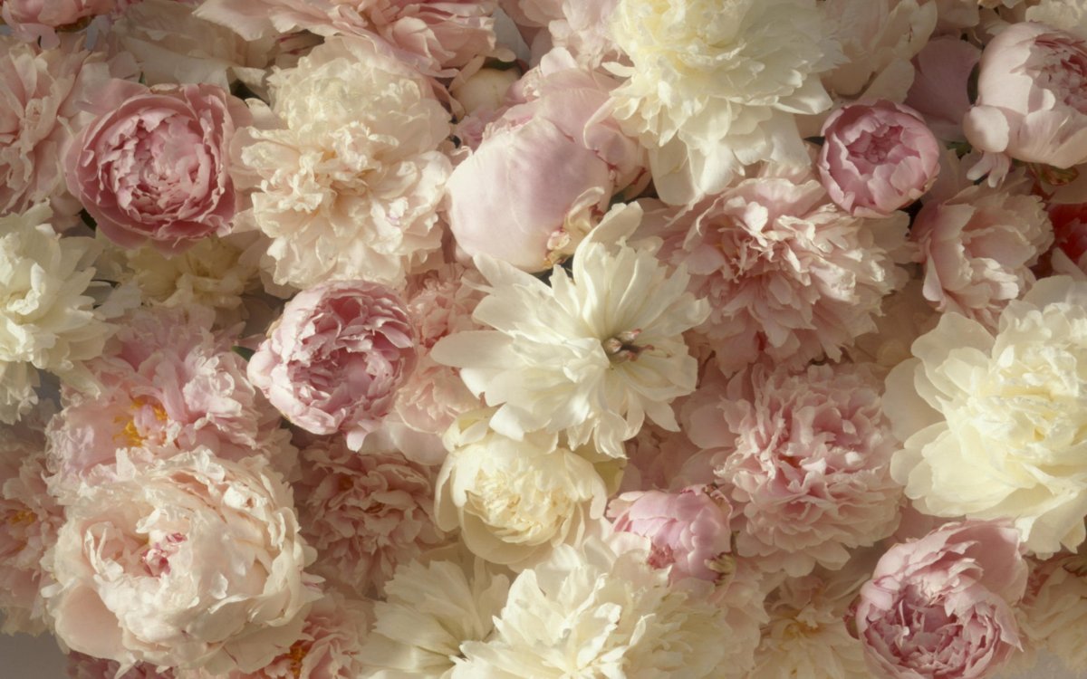 Нюдовые пионы