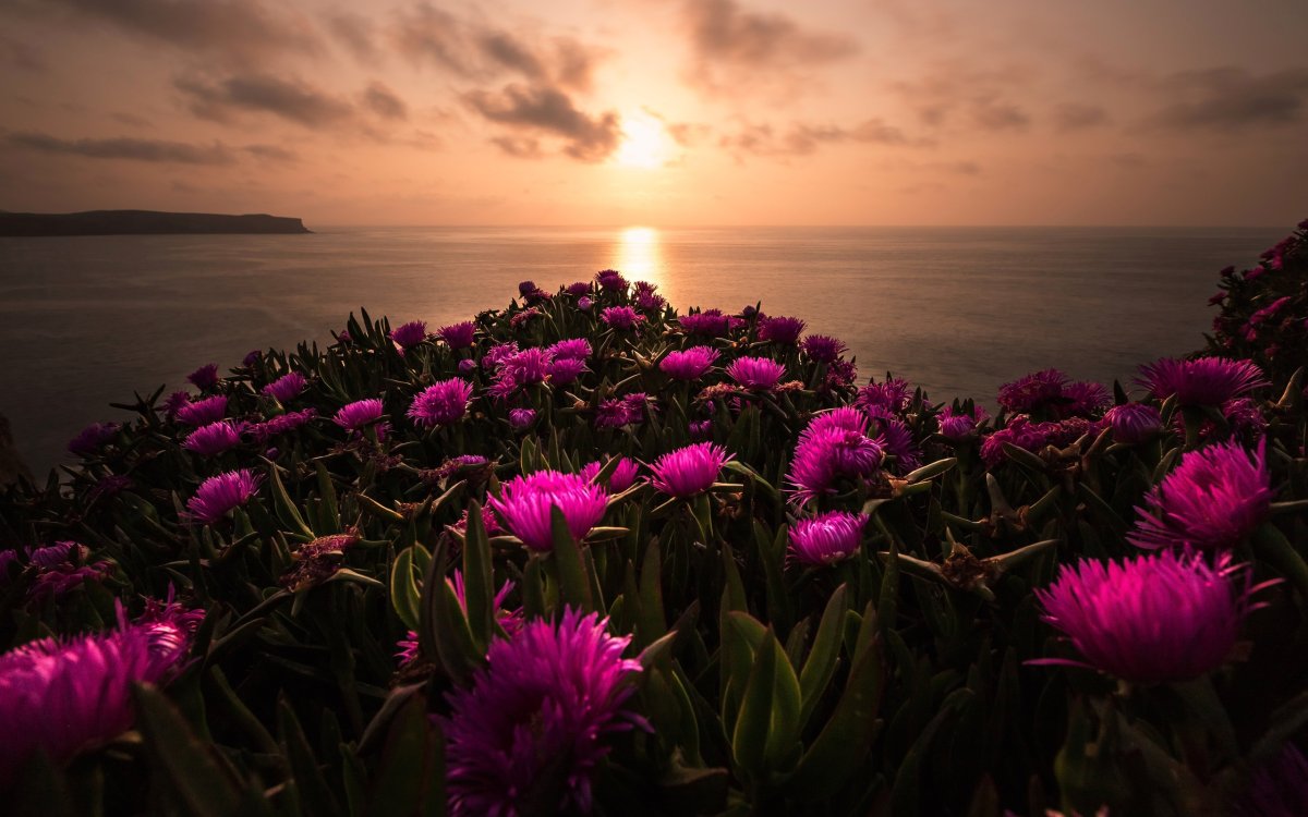 Море цветов