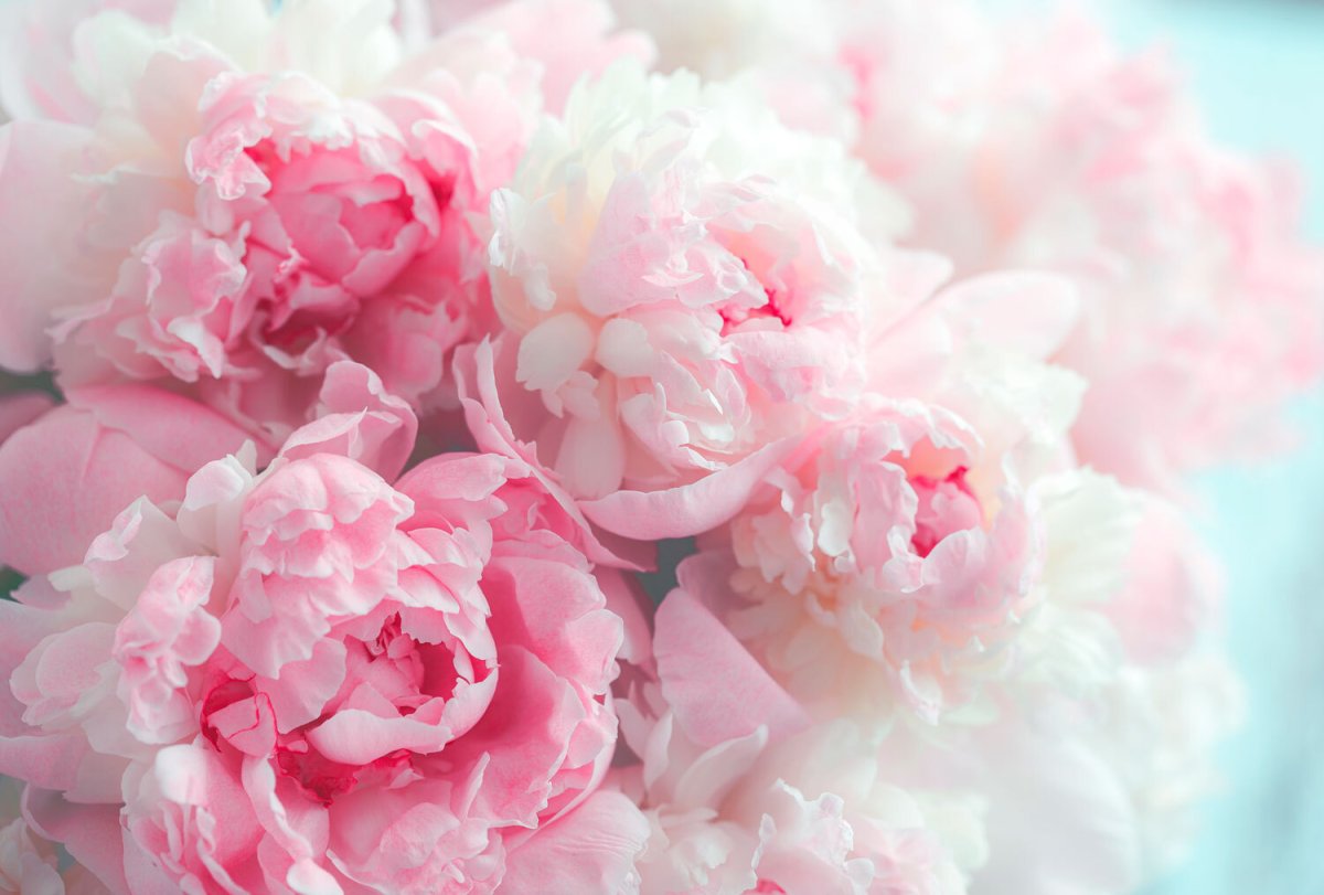 Нежные пионы