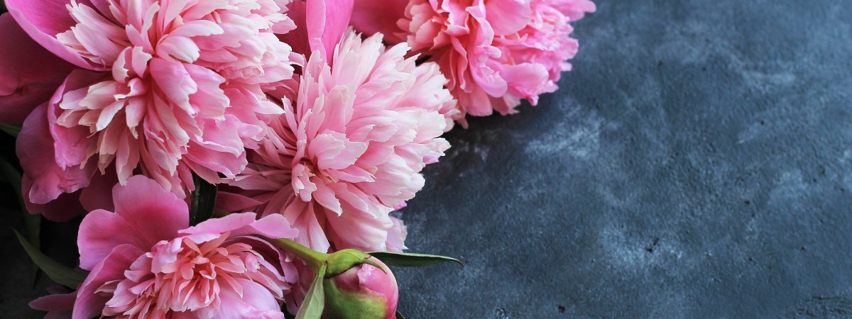 Красивые пионы