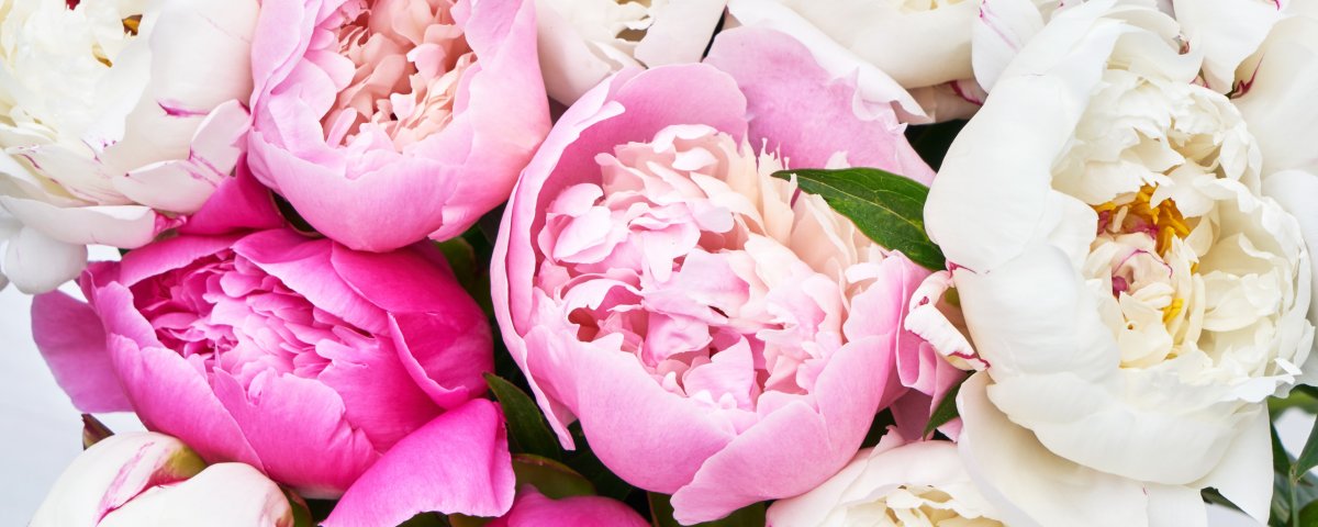 Пионы на черном фоне