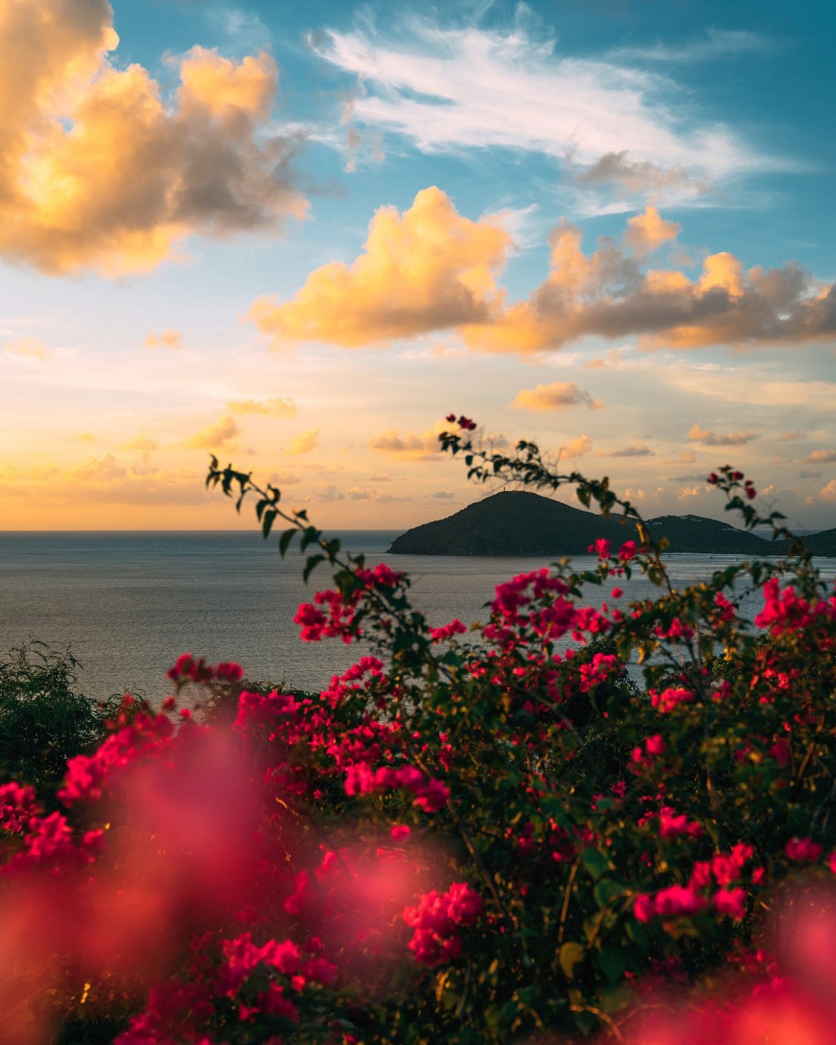 Полевые цветы на рассвете