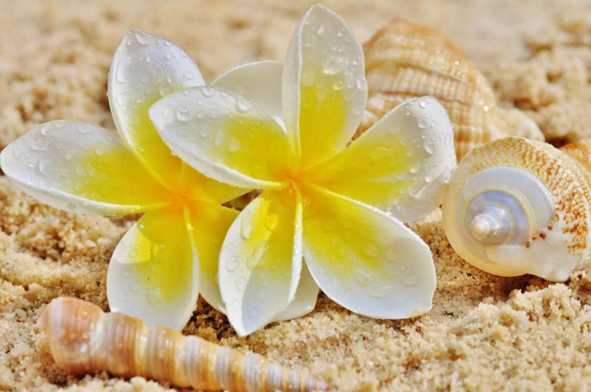 Цветы море солнце