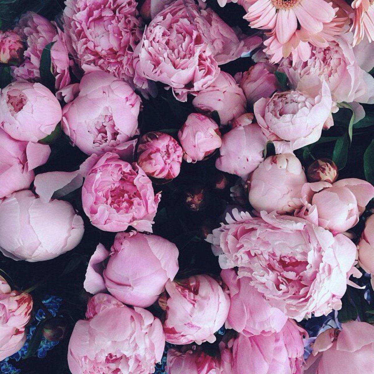 Пионы сохры