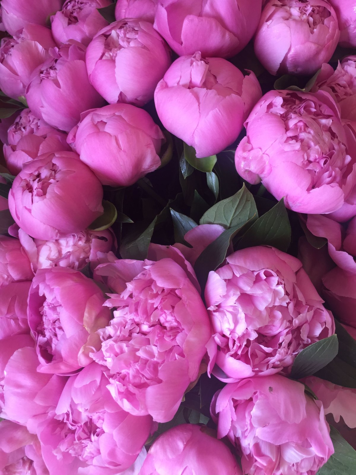 Пионы Нераскрытые