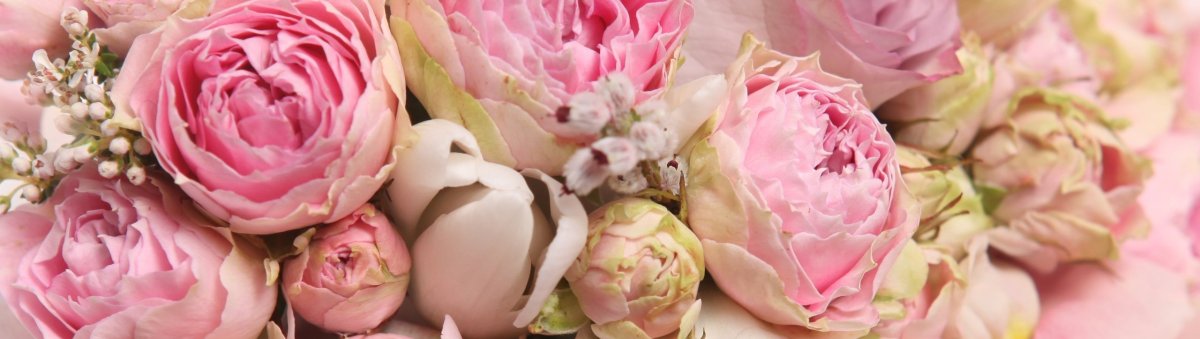 Панорама розы пионы