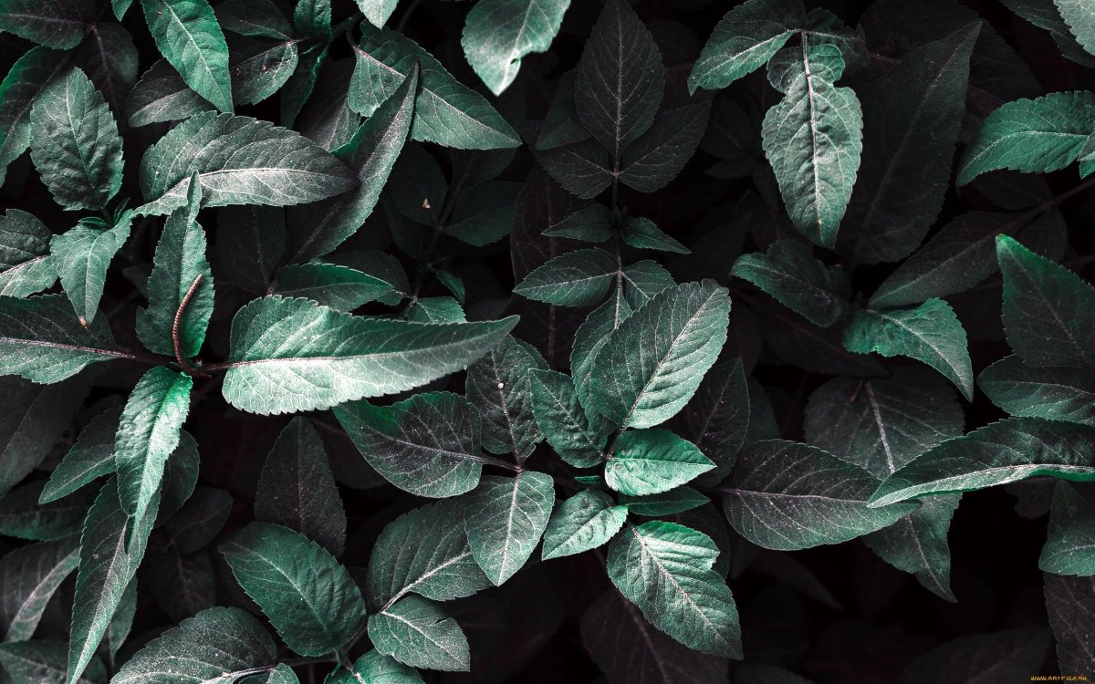 Греен листья фон