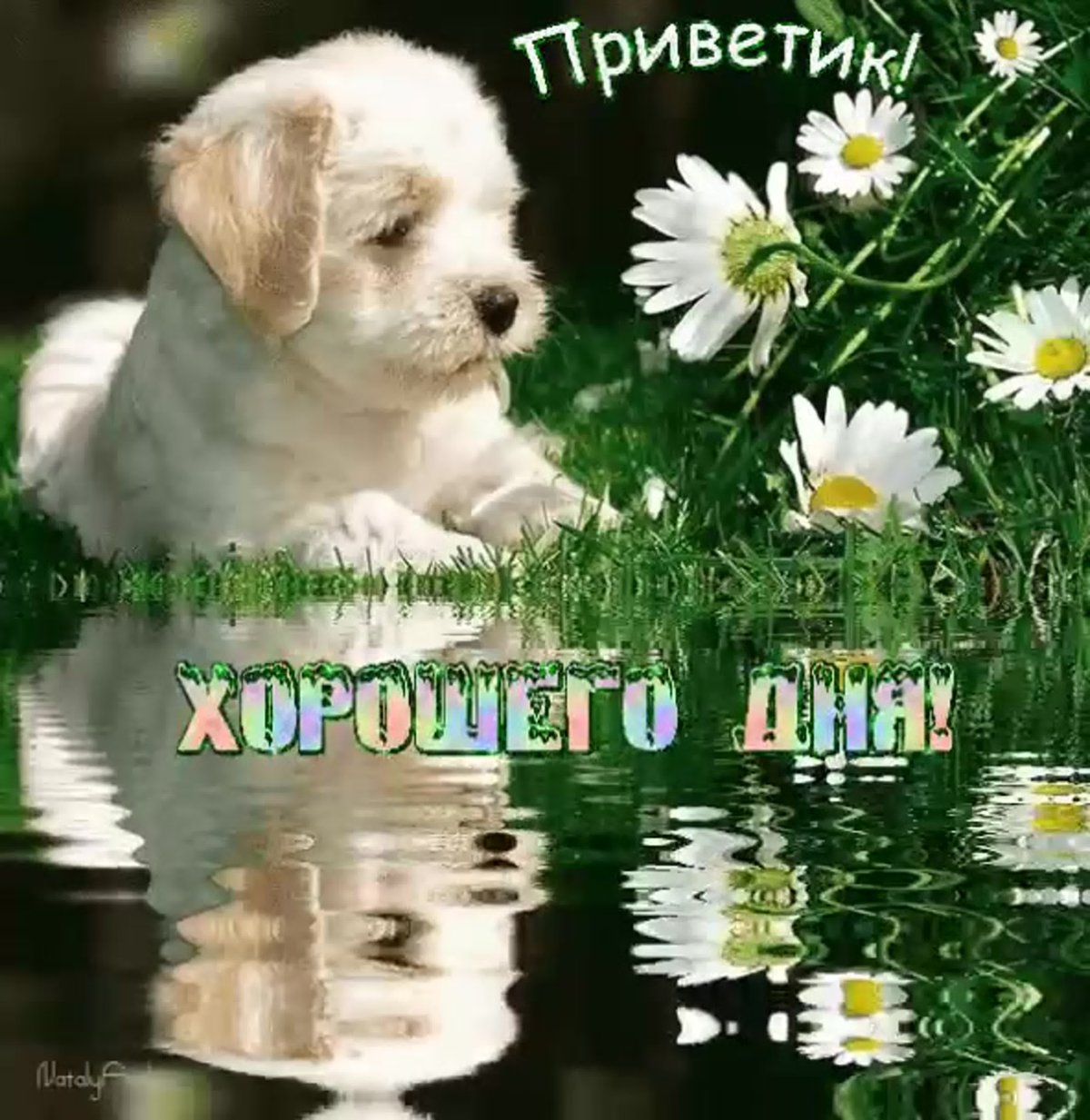 Открытки привет