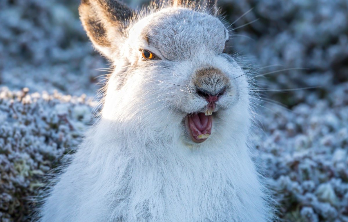 Зубы зайца беляка