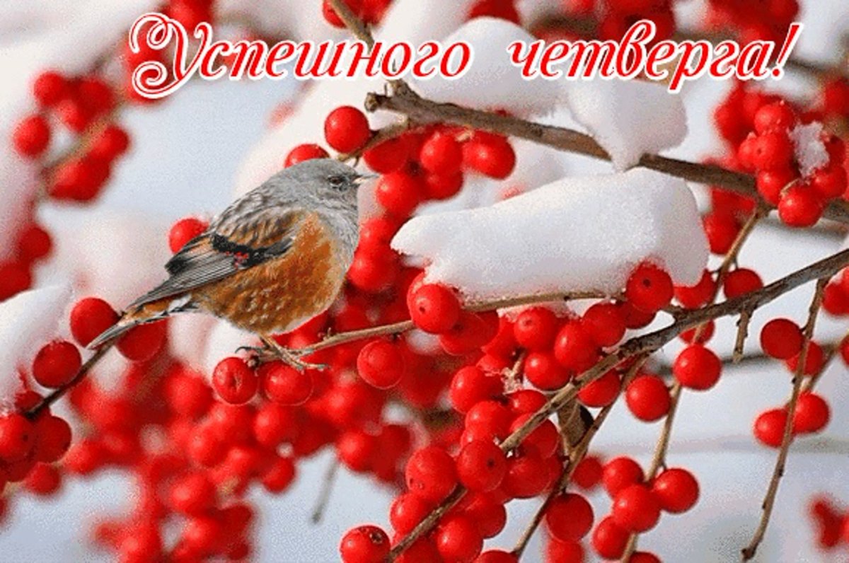 С добрым зимним утром четверга