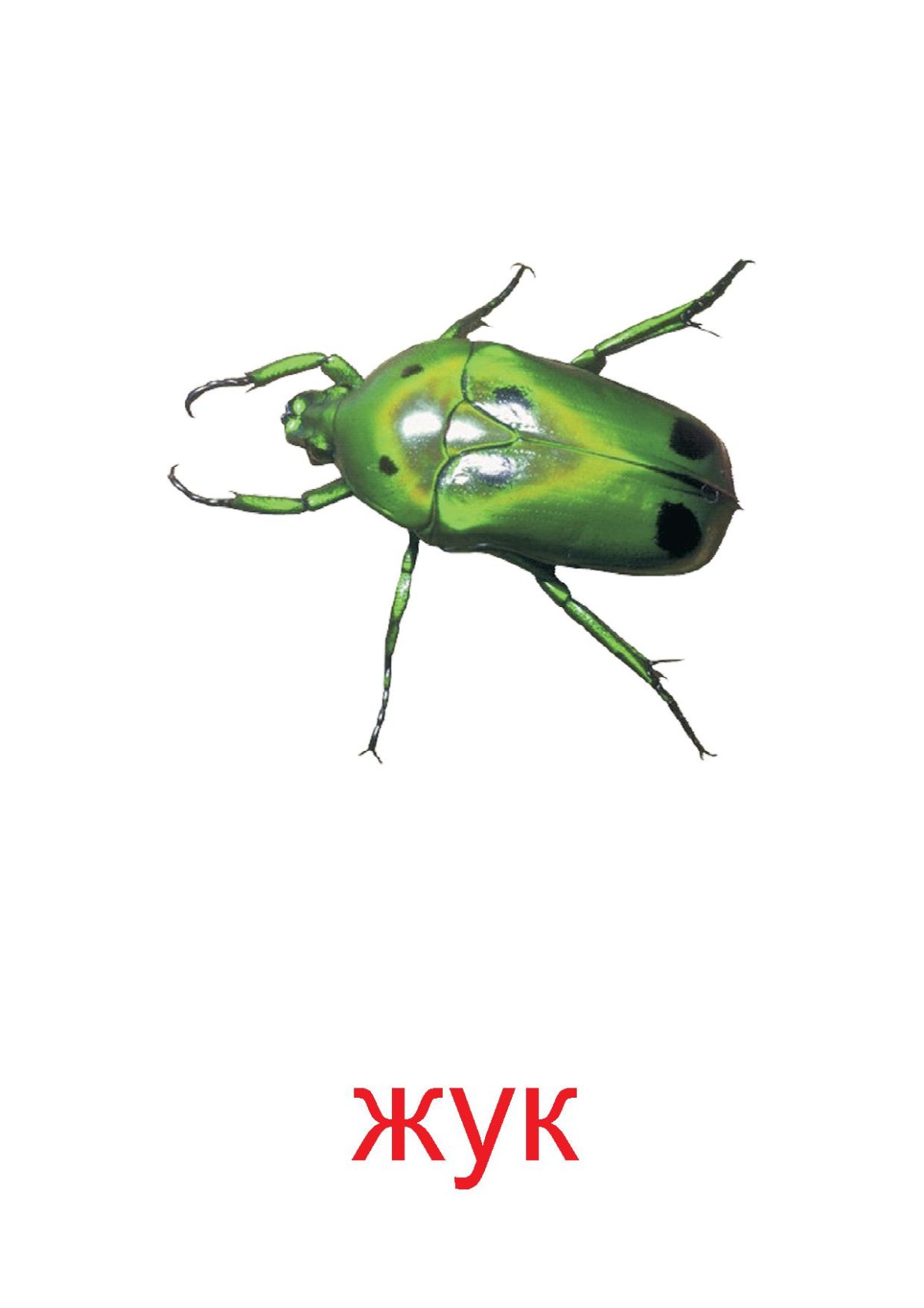 Жук карточка для детей