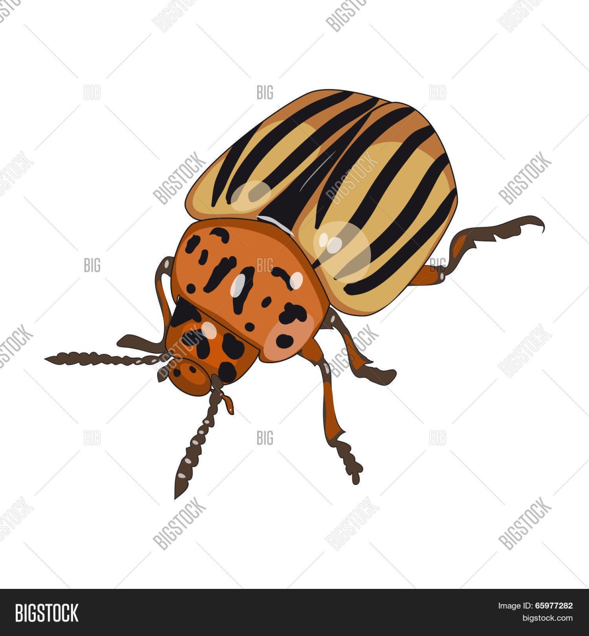 Колорадский Жук на белом фоне