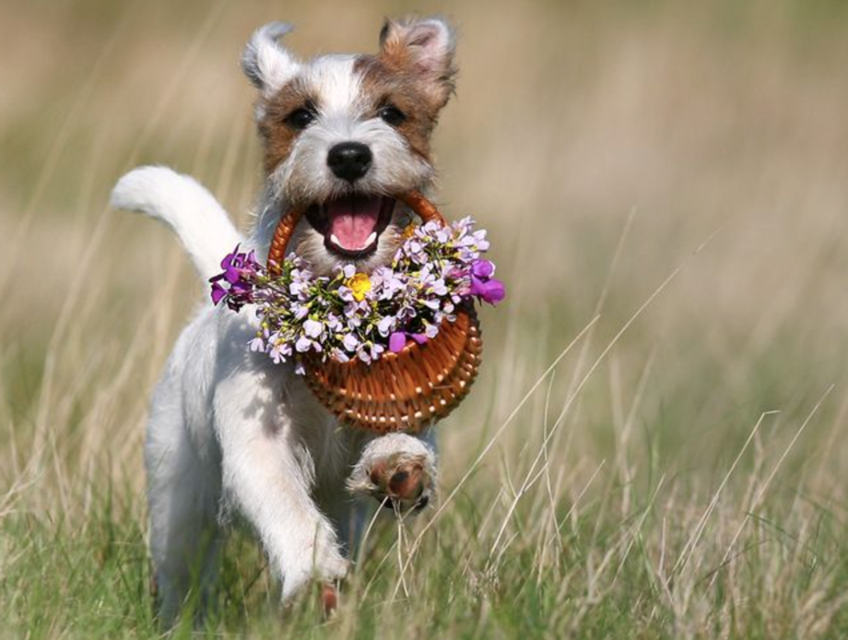 Поздравление собаке