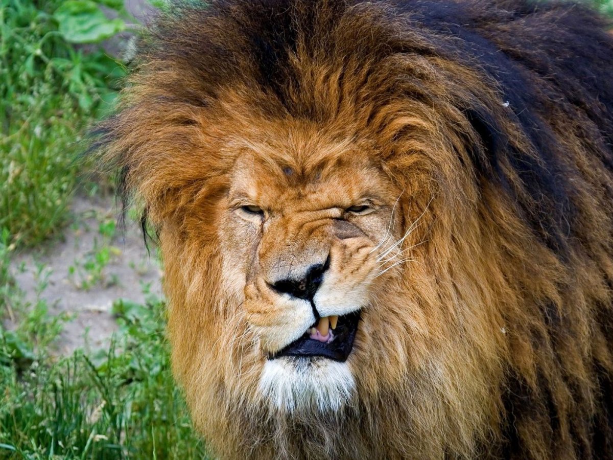 Лев подмигивает