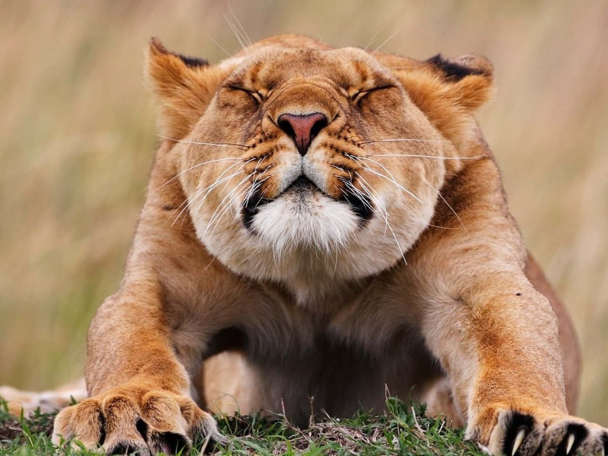 Львица потягивается