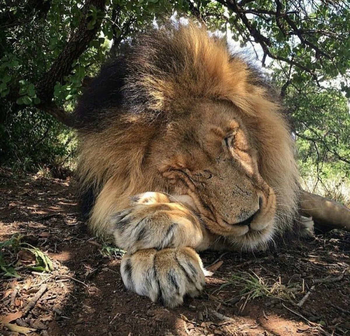 Лев в джунглях