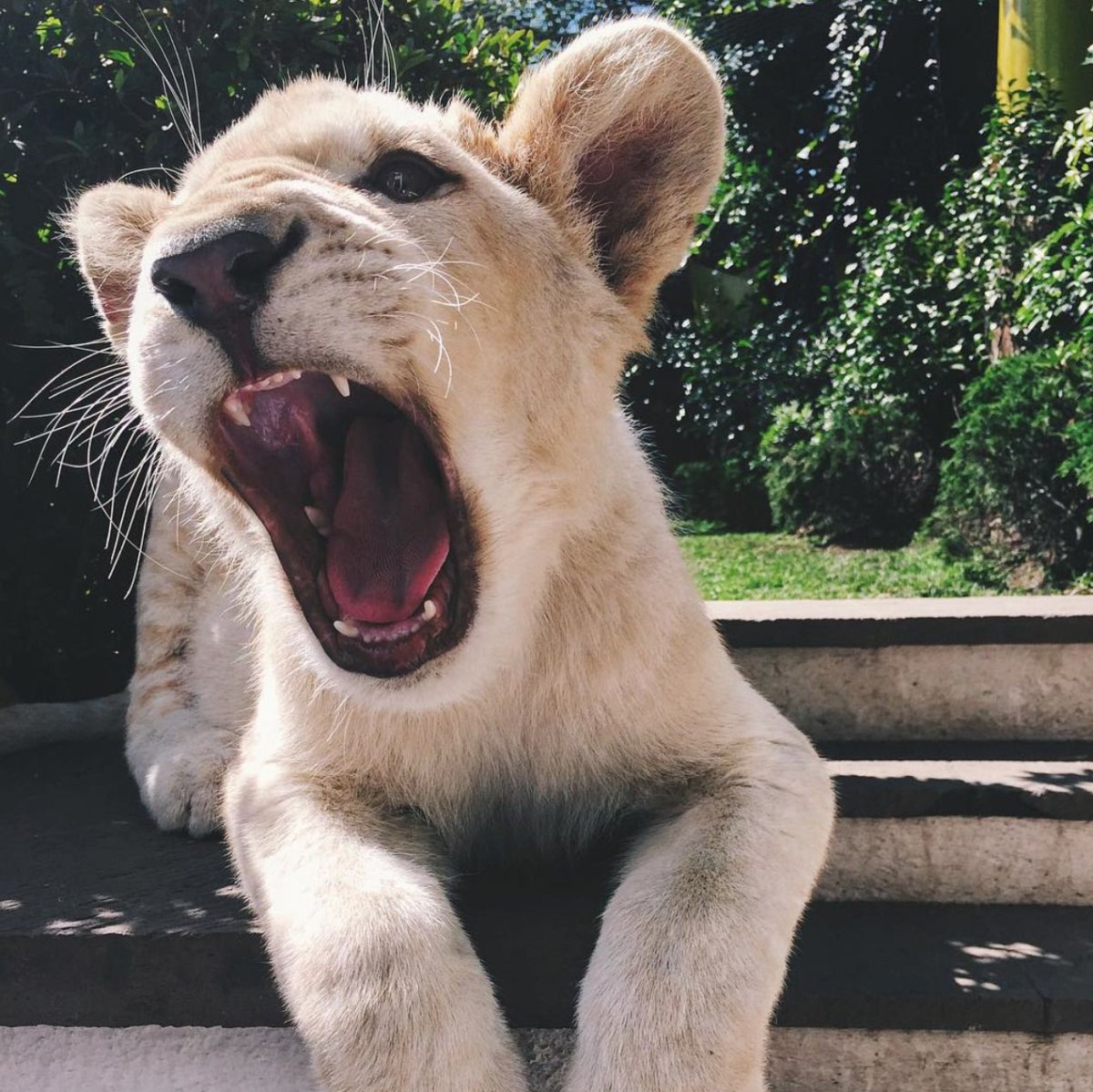 Львенок рычит