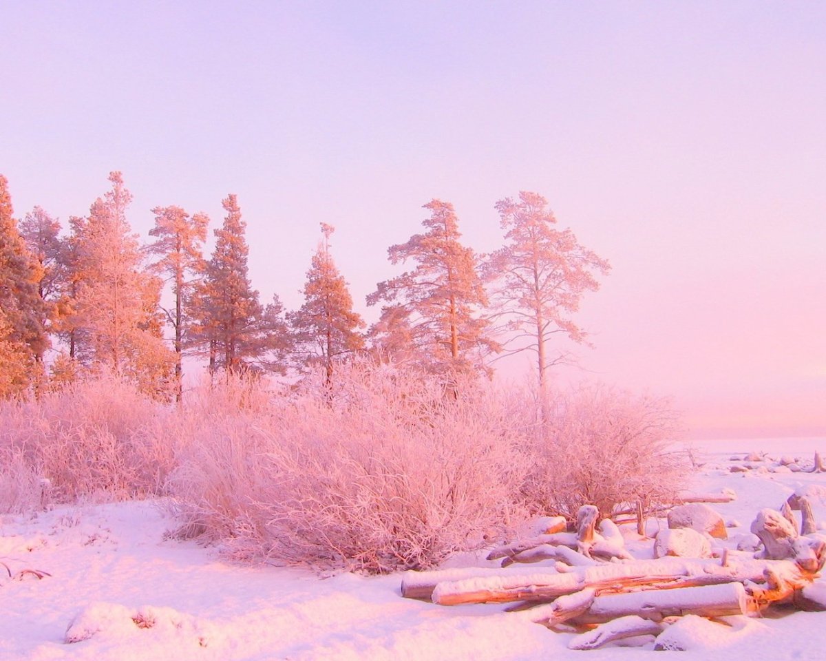 Розовая зима