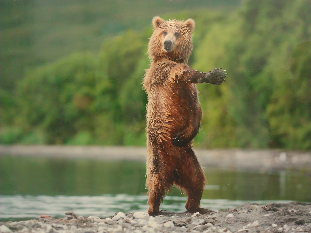 Медведь танцует