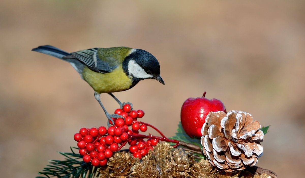 Синичка на рябине