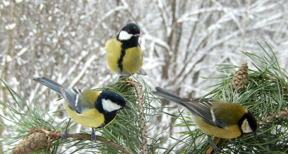 Лесная синичка