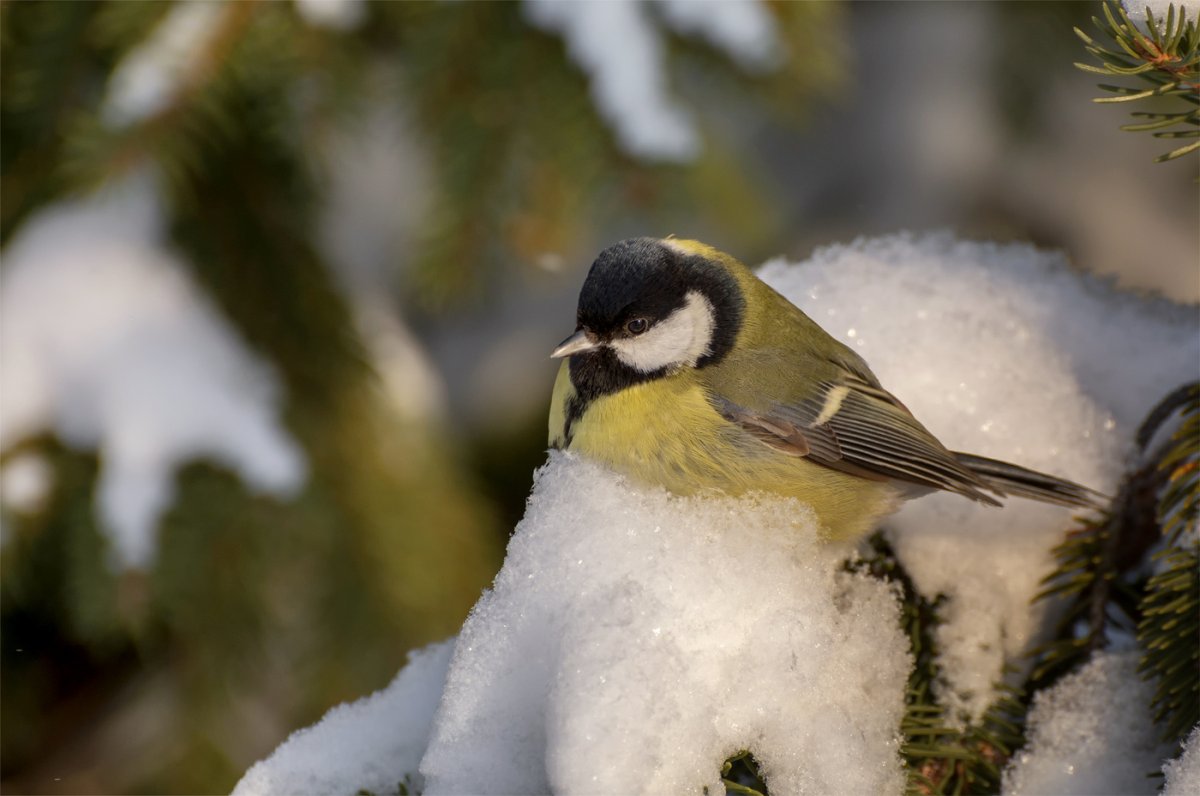 Большая синица зимой