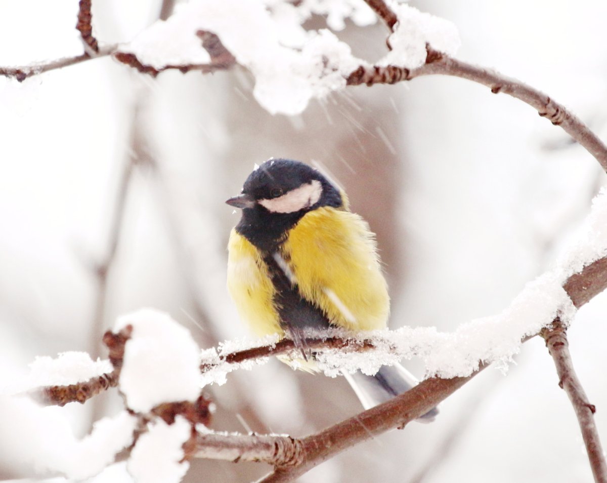 Синички на снегу