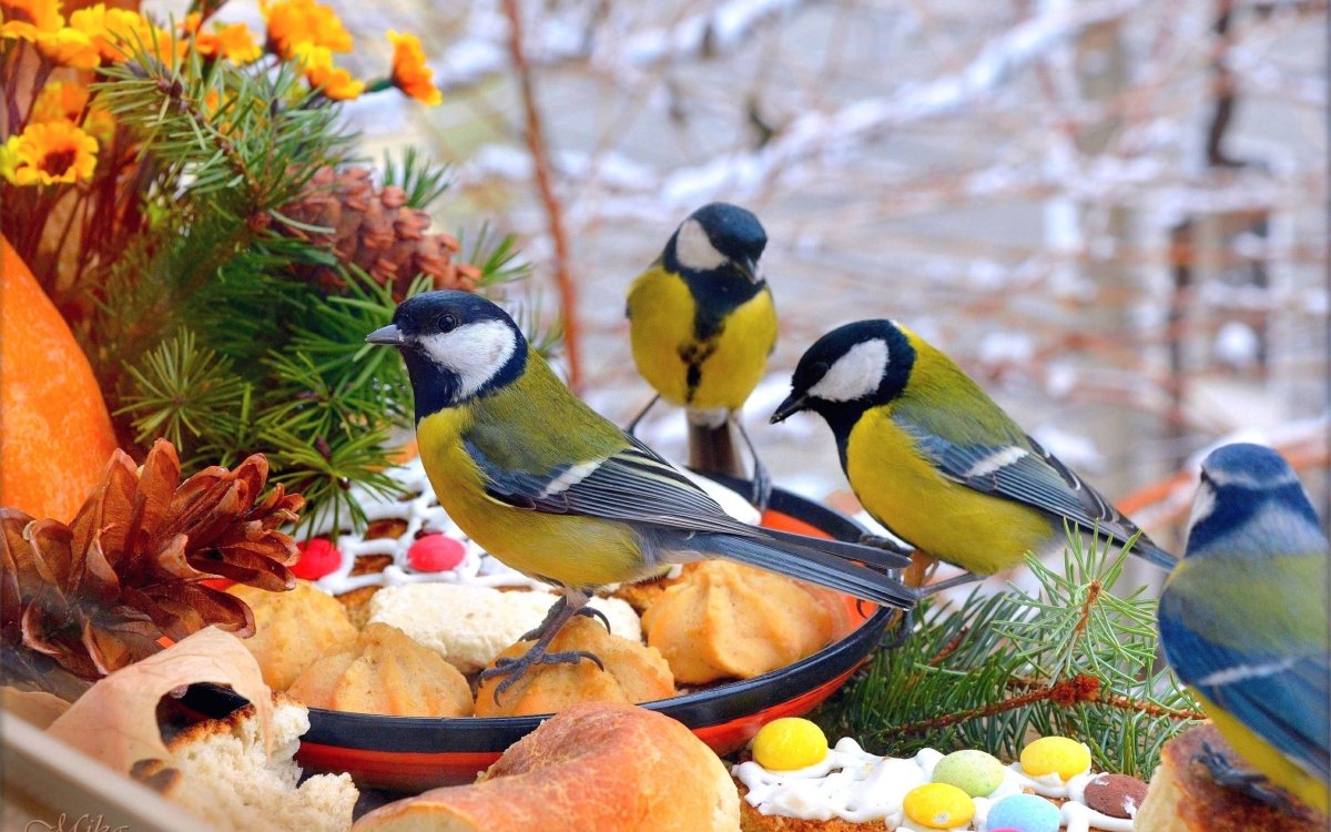 Синичка зима