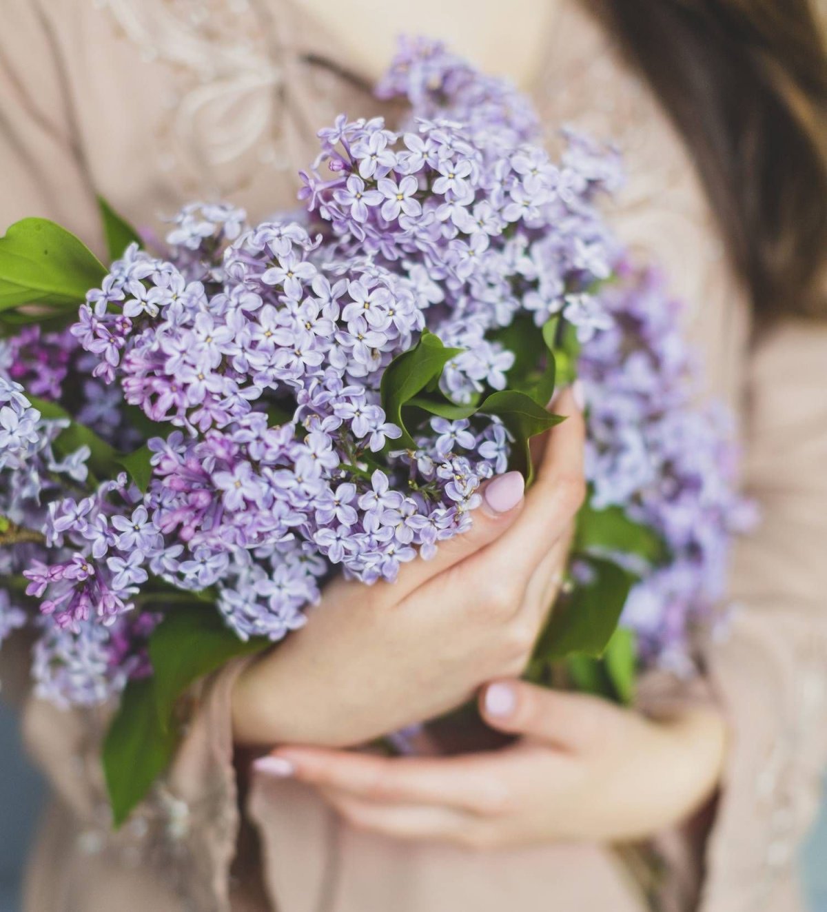 Сирень Милосердие