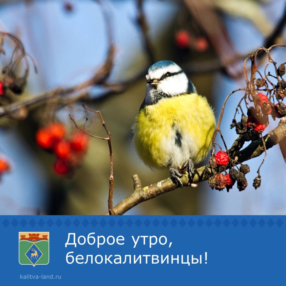 Синичка осенью