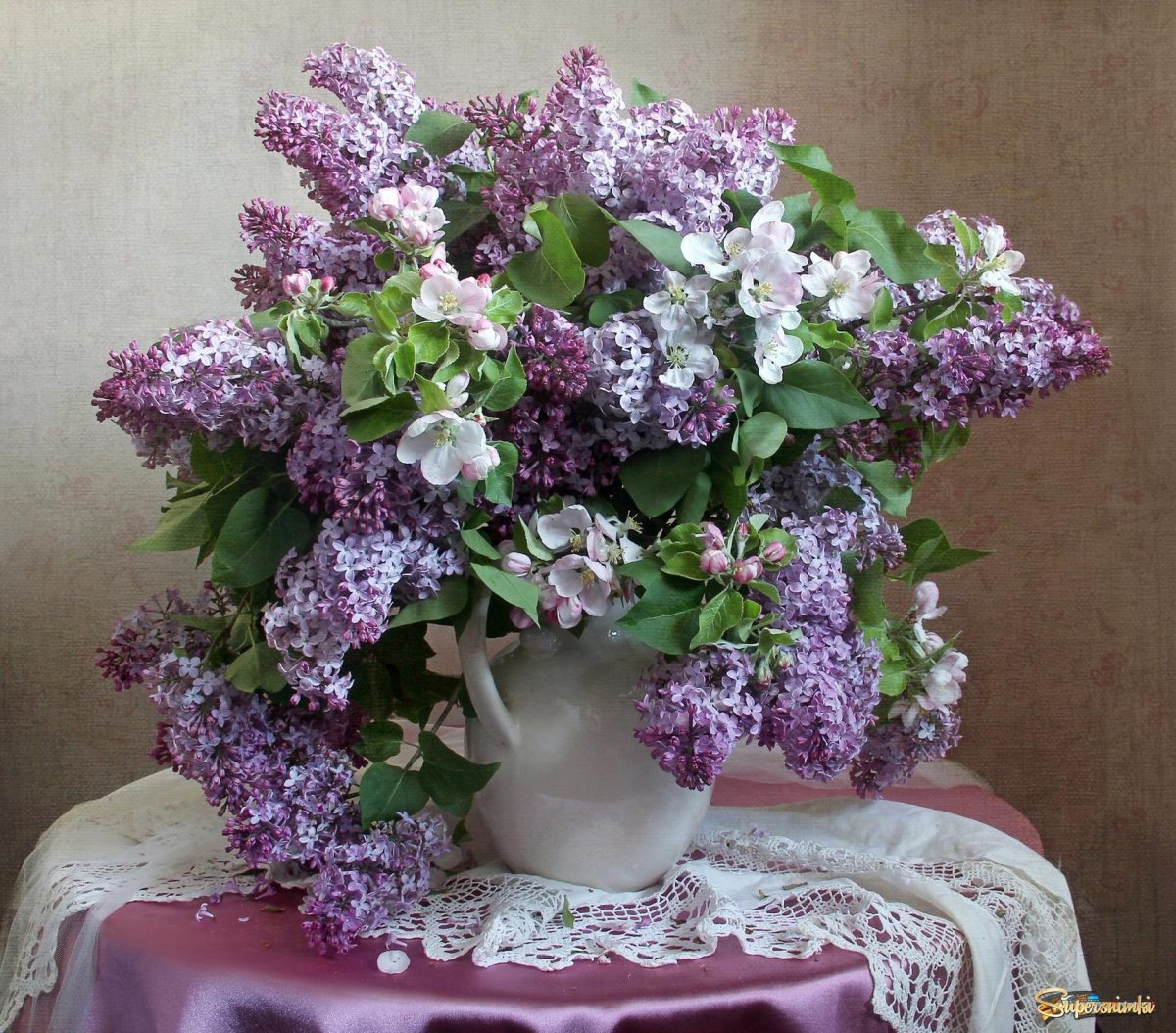 Сирень Рустика