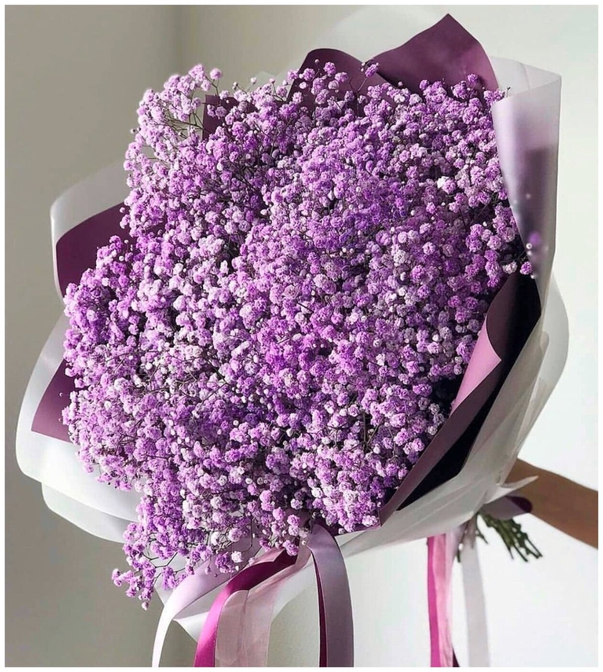 Гипсофила Лавандовая